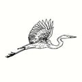 White heron Great egret, Ardea alba flying, side view. Ink black and white doodle drawing in woodcut outline style. Royalty Free Stock Photo